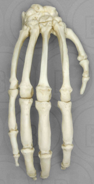 Chimpanzee Hand, Articulated Rigid