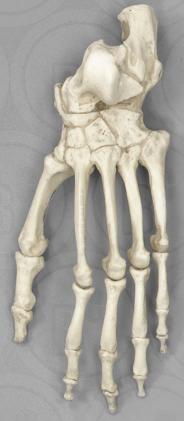 Chimpanzee Foot, Articulated Rigid