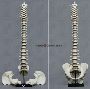 Human Male Vertebral Column with Magnetic Pelvis