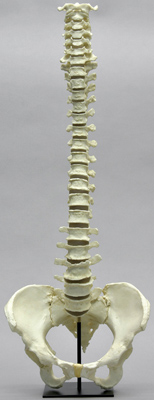 Human Vertebral Column From C-1 through L-5, with discs, plus pelvis on stand, Female
