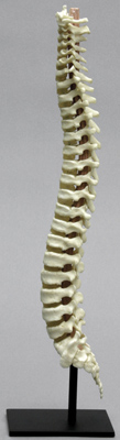 5-year-old Child Vertebral Column with Sacrum and Coccyx