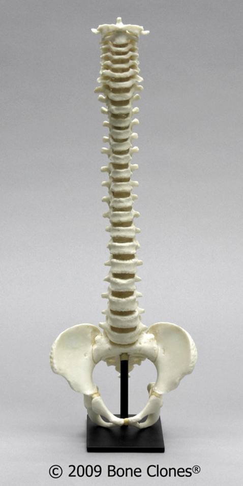 Human Child, 5 year old Vertebral Column From C-1 through L-5, with discs, plus pelvis on stand