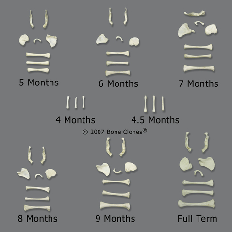 Knochenset Embryo