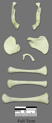 Human Fetal Full Term Set of 8 Postcranial Bones