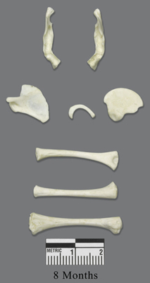 Human Fetal 8 Months Set of 8 Postcranial 