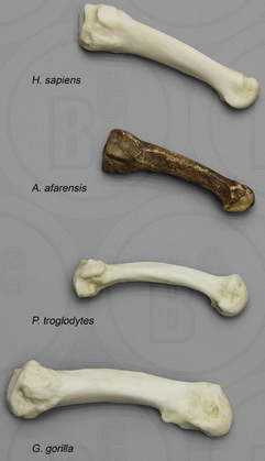 Set of 4th Metatarsals from Human, AL 333-160 A. afarensis, Chimpanzee and Gorilla