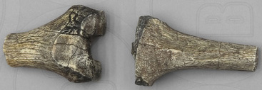 Australopithecus afarensis AL 129-1 knee joint (2 parts)