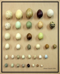 North American Bird Egg Set