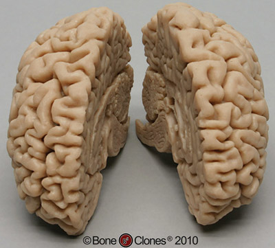 Human Brain