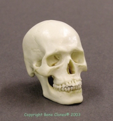 Human Skull 1:4 scale model