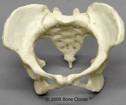 Human Female Pelvis, 1:4 scale 