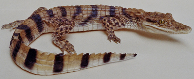 Yacare Caiman