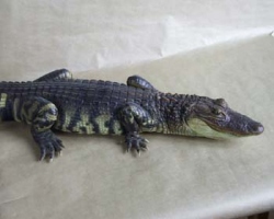 Mississippi-Alligator