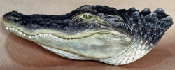 American Alligator