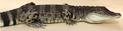 Yacare Caiman