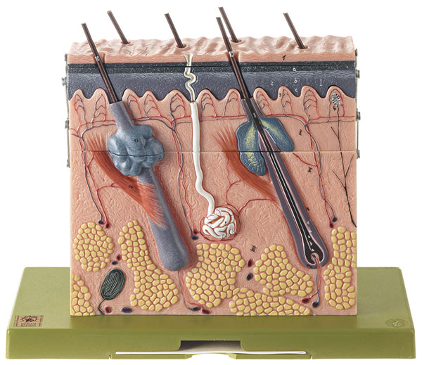 Section of Skin