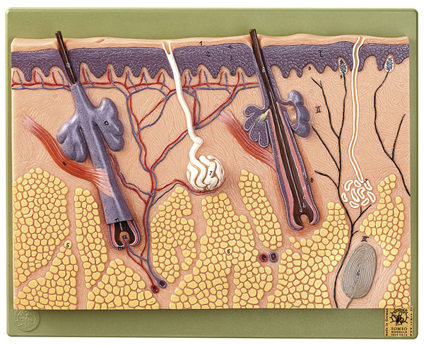 Section of Skin