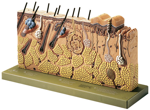 Block Model of Sectional of Skin