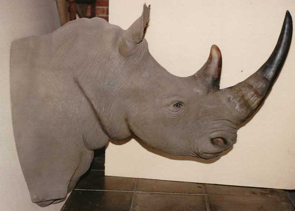 White Rhino