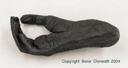 Gibbon foot