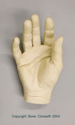 Hand, right Life Cast, Human adult male 