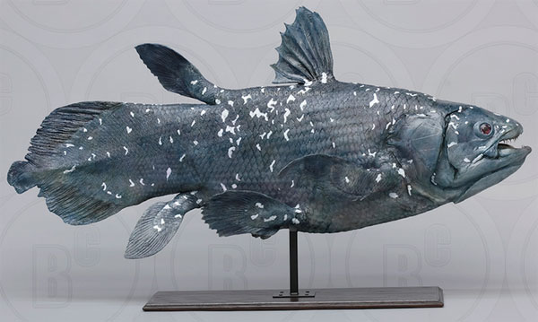 Coelacanth (Latimeria chalumnae)