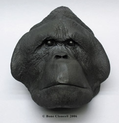 Orangutan (Sumatra-)