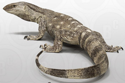 Savannah Monitor (Life Cast)