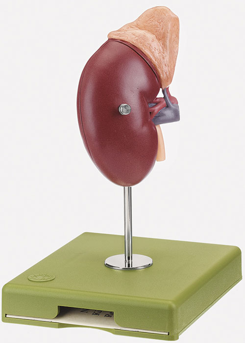 Right Kidney and Adrenal Gland