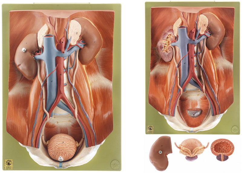 Urinary Tract