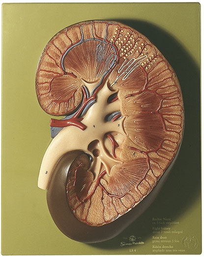 Right Kidney