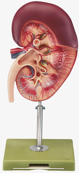 Right Kidney