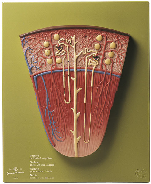 Nephron