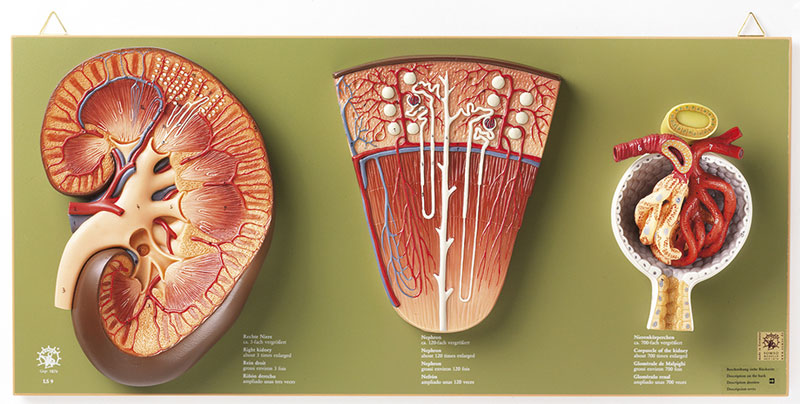 Niere, Nephron und Nierenkörperchen