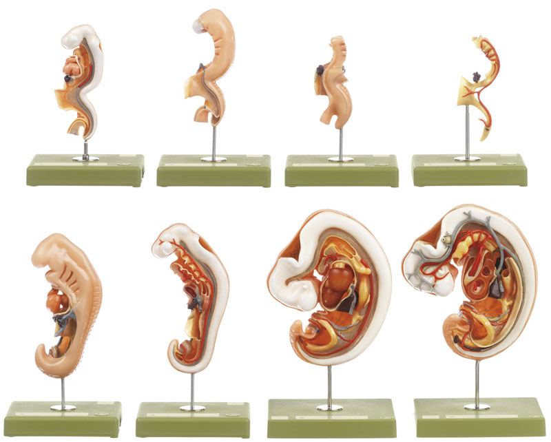 Anatomy of Human Embryos