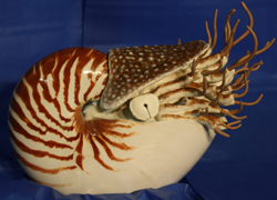 Chambered Nautilus / Pearly Nautilus