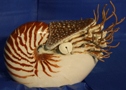 Nautilus