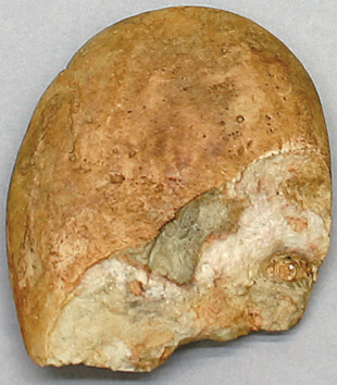 Fossil Hominid Tool- Bifacial Chopper, Round edge-Oldowan 1.5 mya