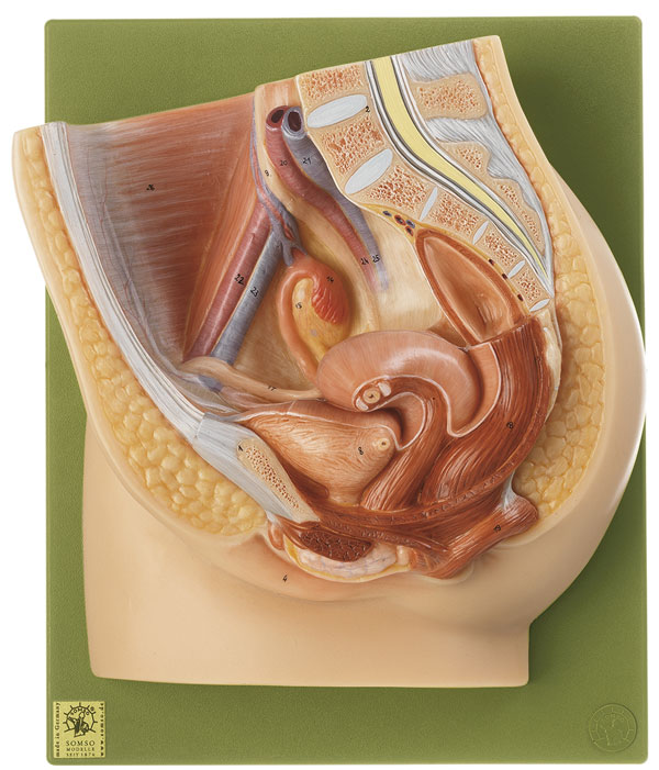 Median Section of the Female Pelvis