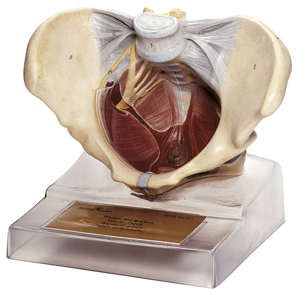 Female Pelvis Floor