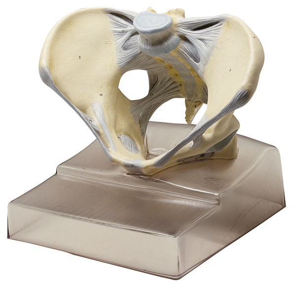 Female Pelvis with Ligamentous Apparatus