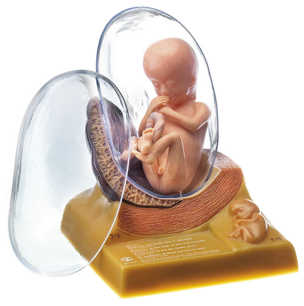 Menschlicher Embryo im 3. Monat