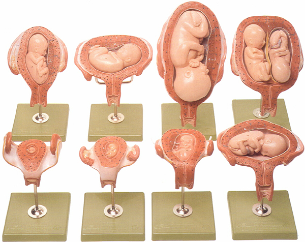 Series showing Pregnancy