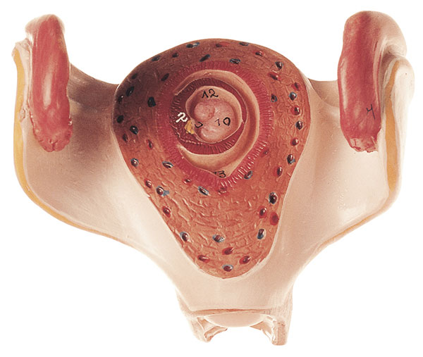 Uterus mit Embryo im 1. Monat