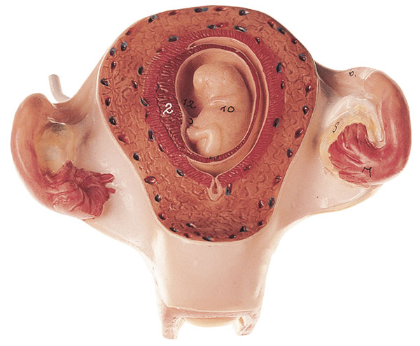 Uterus mit Embryo im 2. Monat
