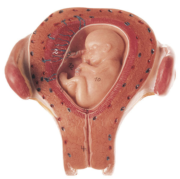 Uterus mit Embryo im 3. Monat