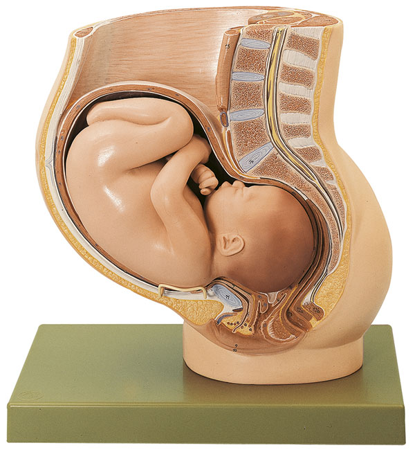 Becken mit Uterus im 9. Schwangerschafts
