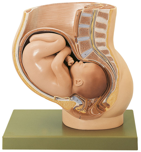 Pelvis with Uterus in Ninth Month of Pregnancy