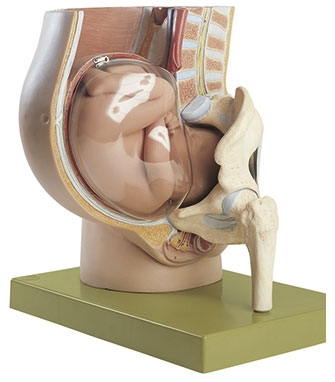 Becken mit Uterus im 9. Schwangerschaftsmonat