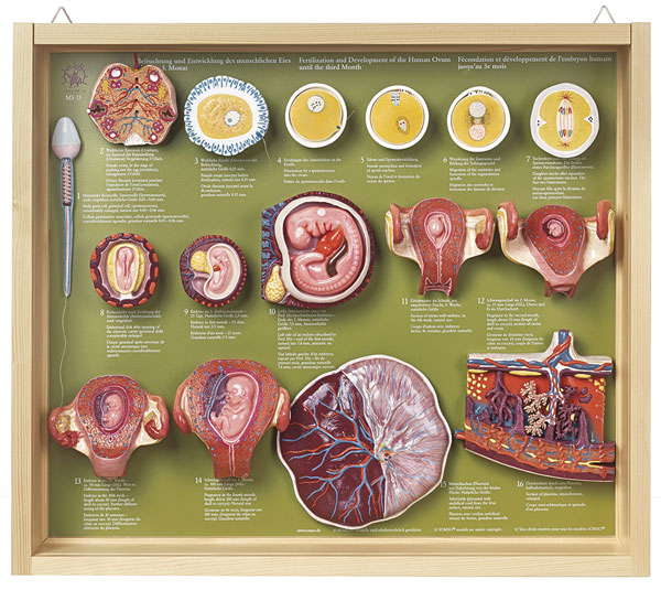 Fertilization and Development of the Human Ovum up to the 3rd Month